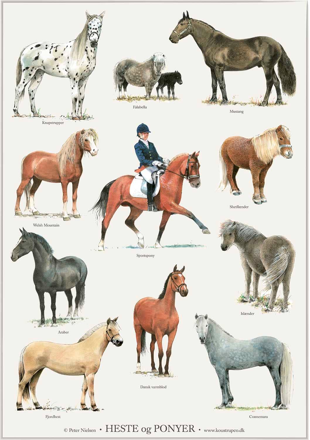 Koustrupco - Poster A4 Cavalli e Pony