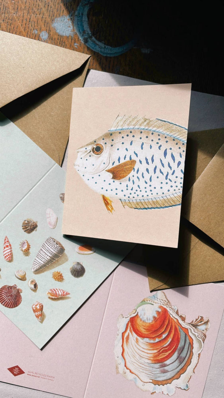 30x40 - Mini Biglietto d'Auguri Conchiglie