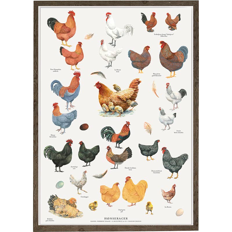 Koustrupco - Poster A4 Razze di Galline