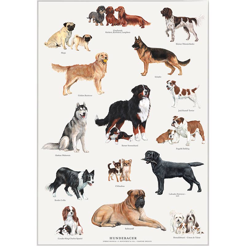 Koustrupco - Poser A4 Razze Canine