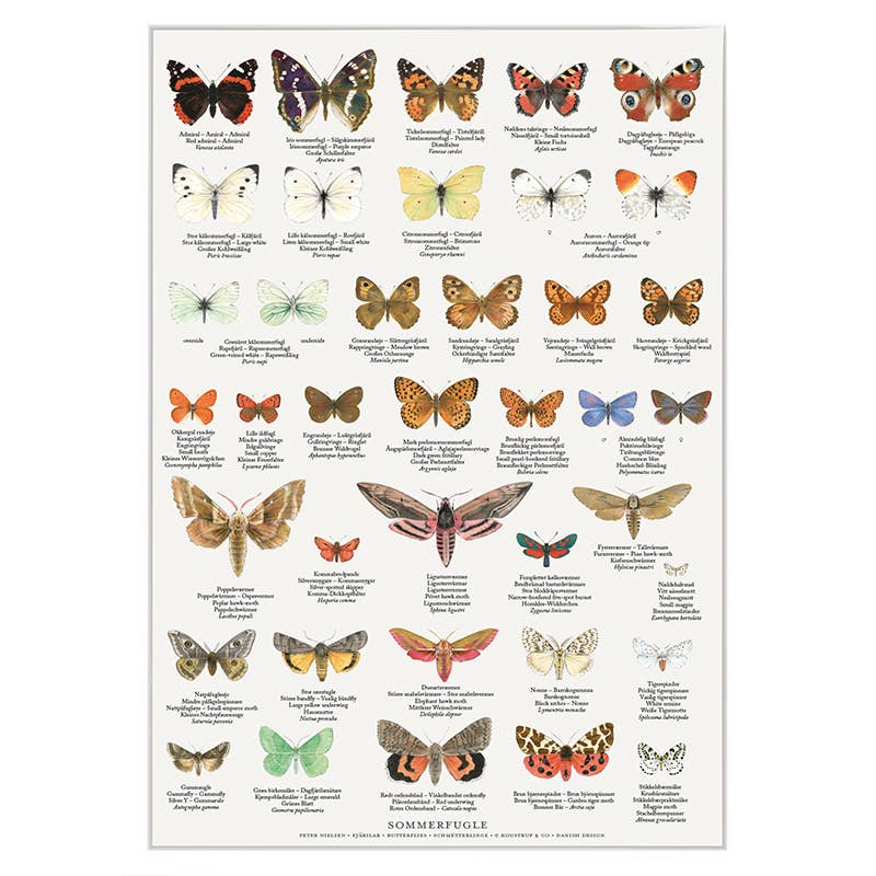 Koustrupco - Poster A4 Farfalle