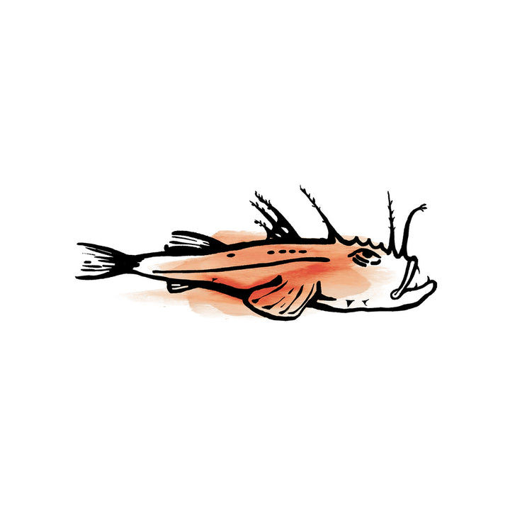 Fangst - Fegato di Rana Pescatrice Islandese