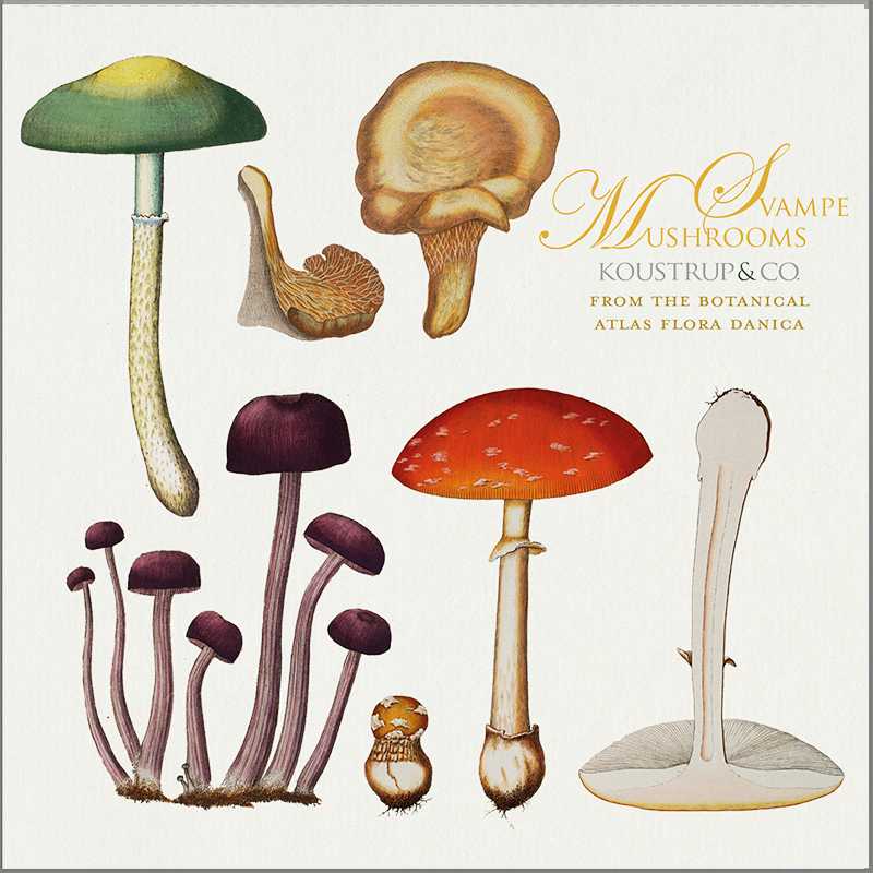 Koustrupco - Set 8 Biglietti d'Auguri Funghi