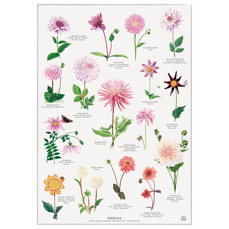 Koustrupco - Poster A4 Dahlia