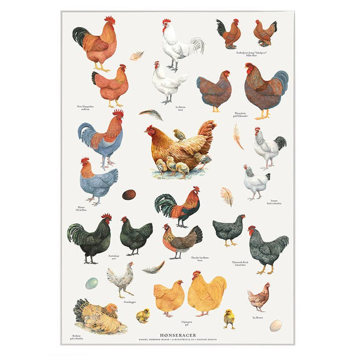 Koustrupco - Poster A4 Razze di Galline