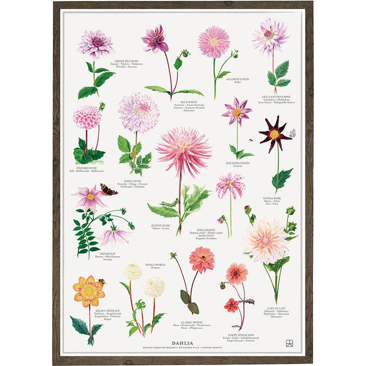 Koustrupco - Poster A4 Dahlia