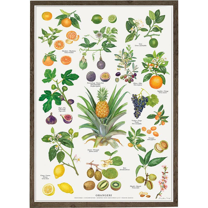 Koustrupco - Poster A4 Frutta