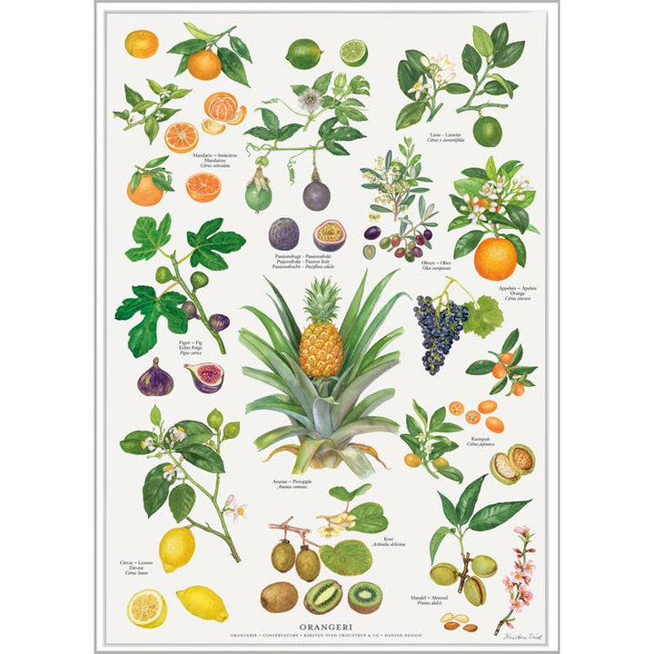 Koustrupco - Poster A4 Frutta