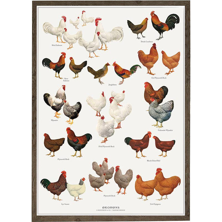 Koustrupco - Poster A4 Razze di Polli