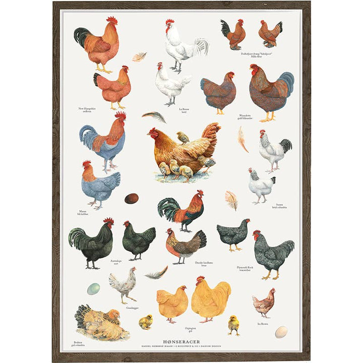 Koustrupco - Poster A4 Razze di Galline