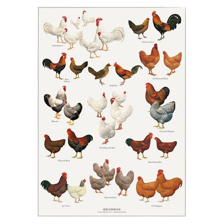 Koustrupco - Poster A4 Razze di Polli