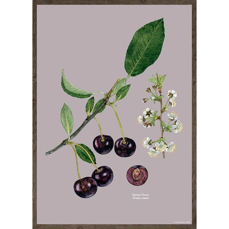 Koustrupco - Stampa artistica Stevns Cherry A3