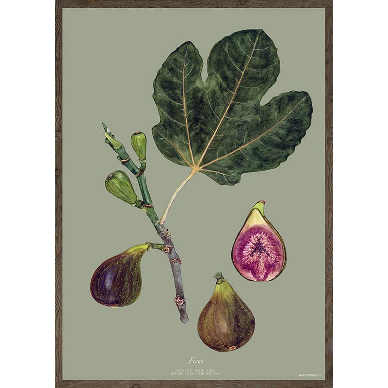 Koustrupco - Stampa artistica Fico verde A3