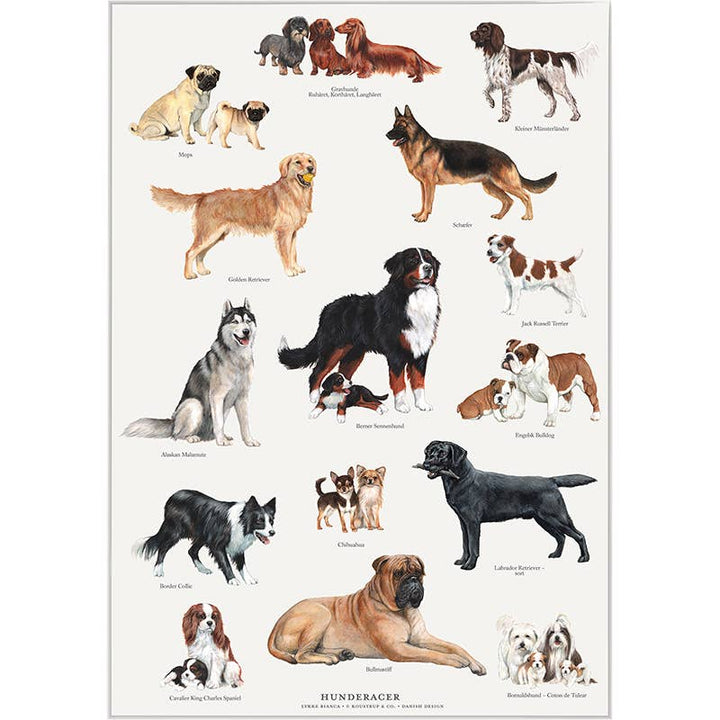 Koustrupco - Poser A4 Razze Canine