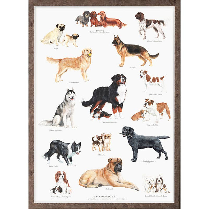 Koustrupco - Poser A4 Razze Canine