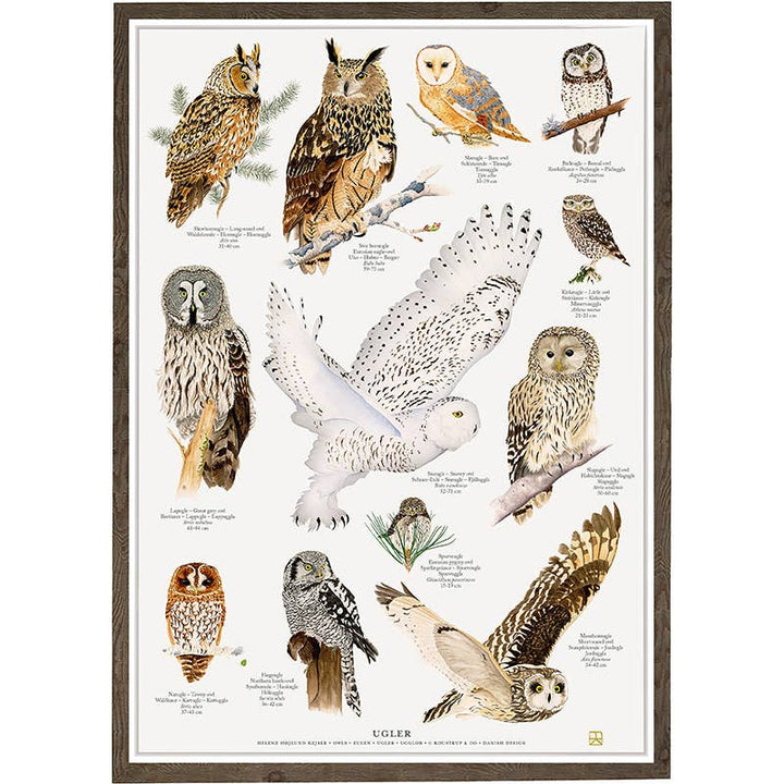 Koustrupco - Poster A4 Gufi