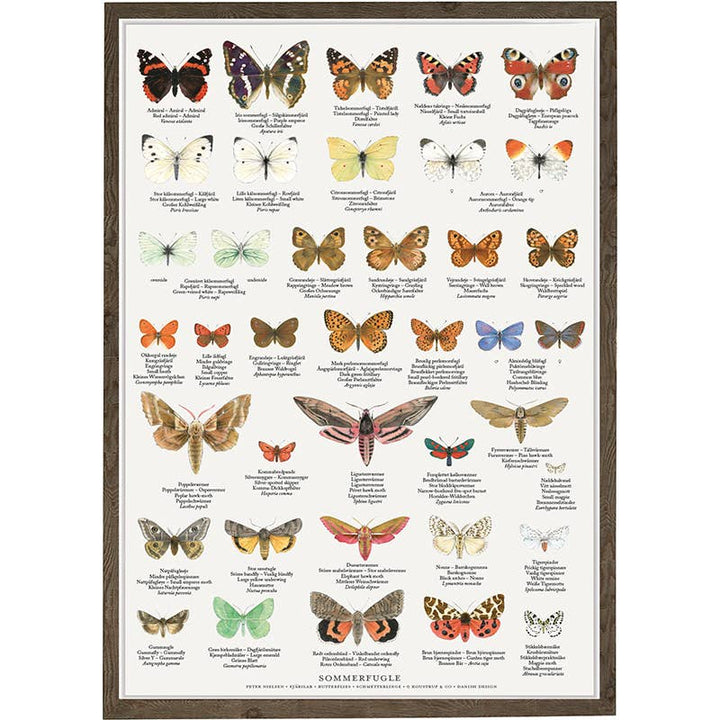 Koustrupco - Poster A4 Farfalle