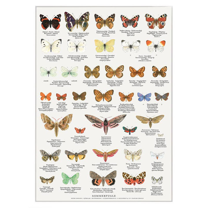 Koustrupco - Poster A4 Farfalle