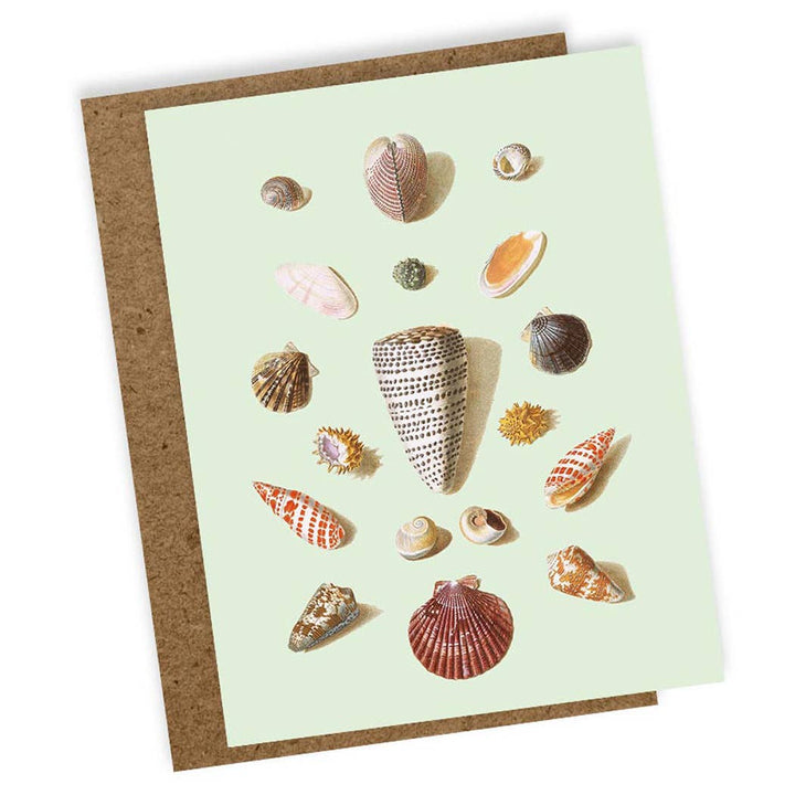 30x40 - Mini Biglietto d'Auguri Conchiglie